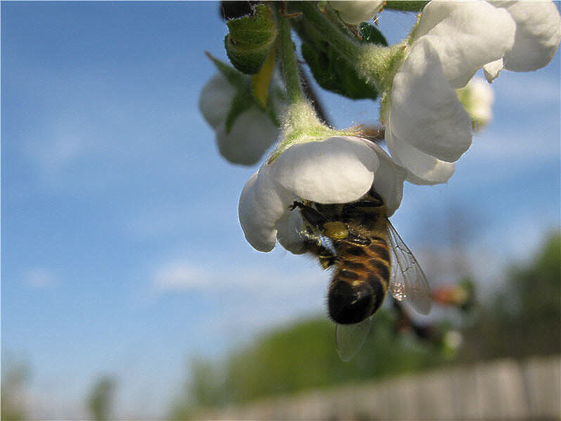 Пчела на цветках яблони