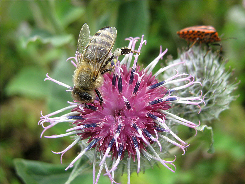 Пчела на цветке лопуха
