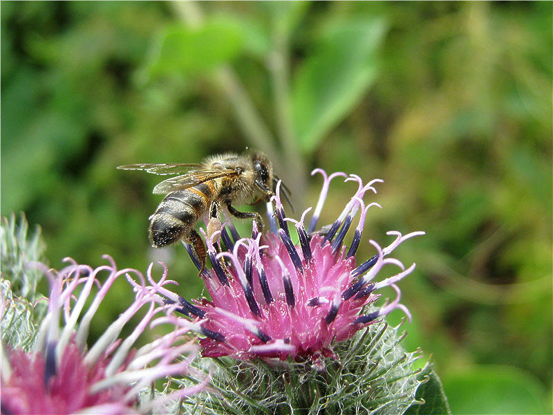 Пчела на цветке лопуха