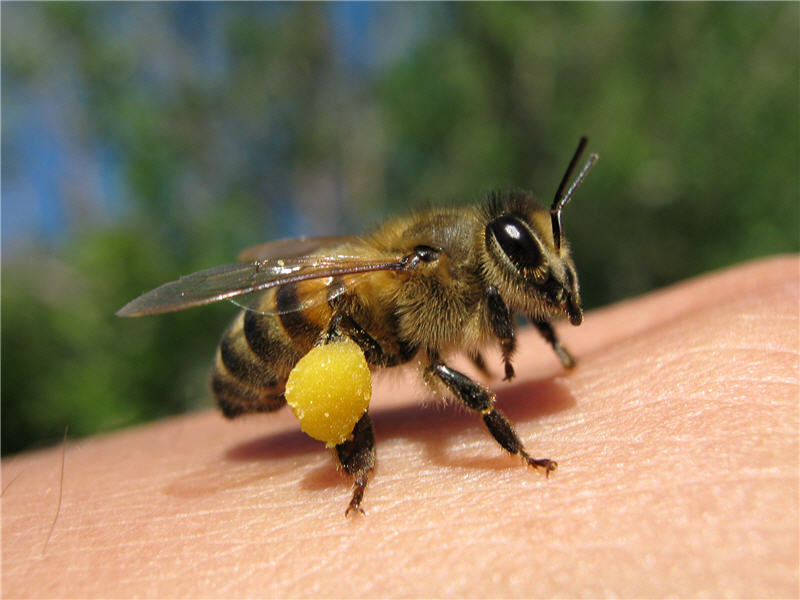 Пчела с обножкой: фотографии с пчелиной обножкой