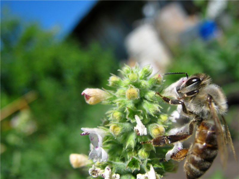 пчела на цветках мелиссы