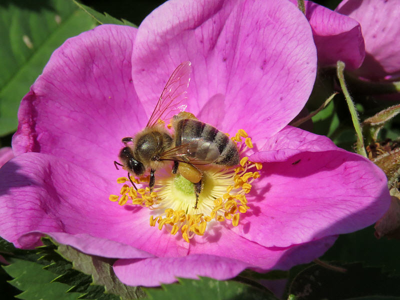 Пчела на цветке шиповника