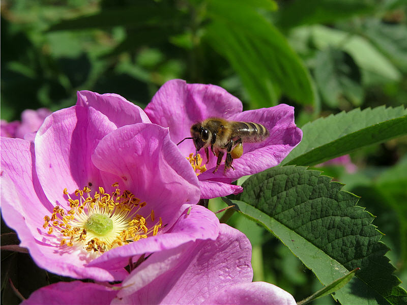 Пчела подлетает к цветку