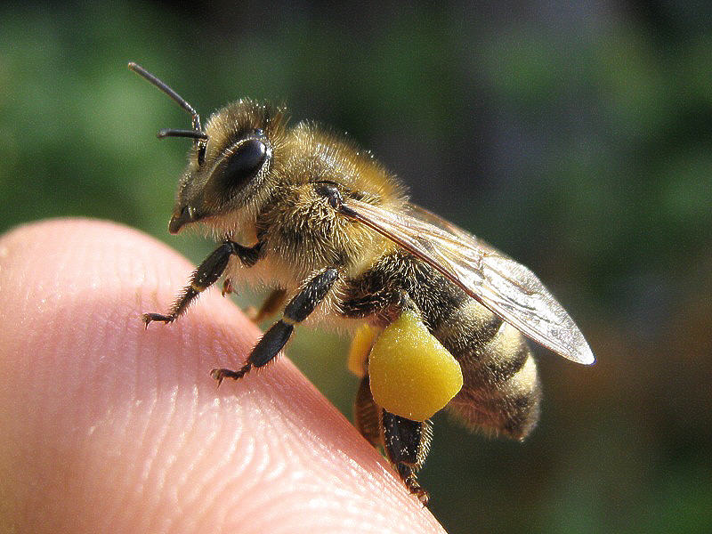 Пчела с пыльцой на ножке