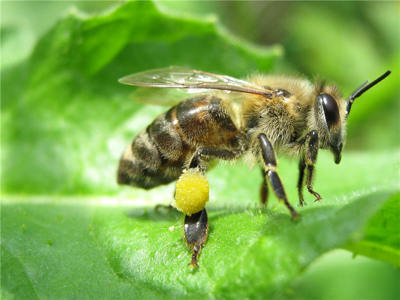 Пчела с обножкой