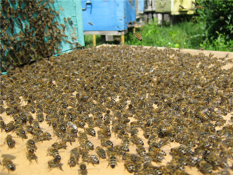 Пчелиный рой входит в улей