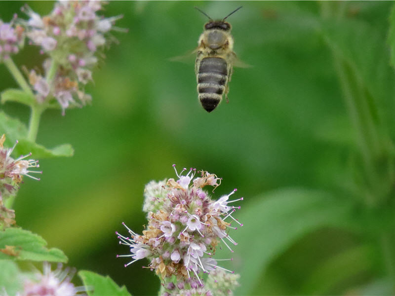 Пчела на цветках мяты длиннолистной