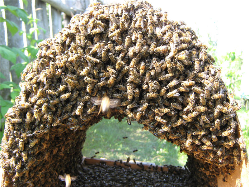 Пчелиный рой в роевне
