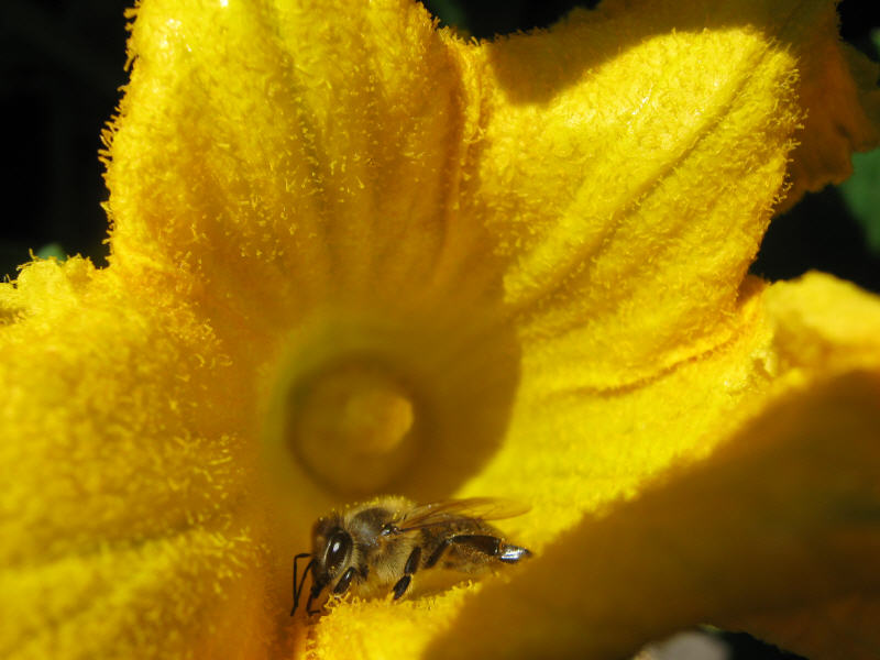 Пчела на цветке тыквы