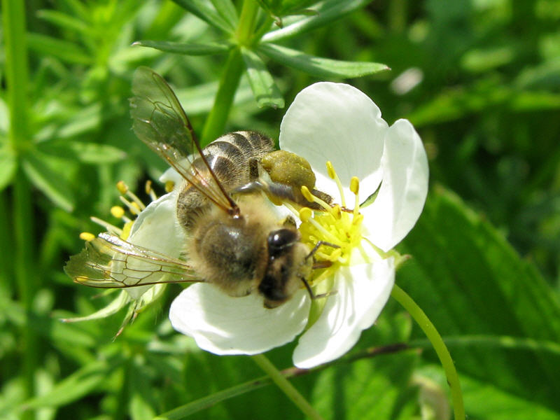 Пчела на цветке земляники