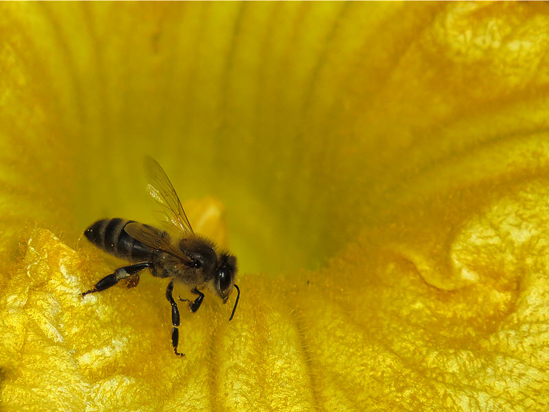Пчела в цветке тыквы