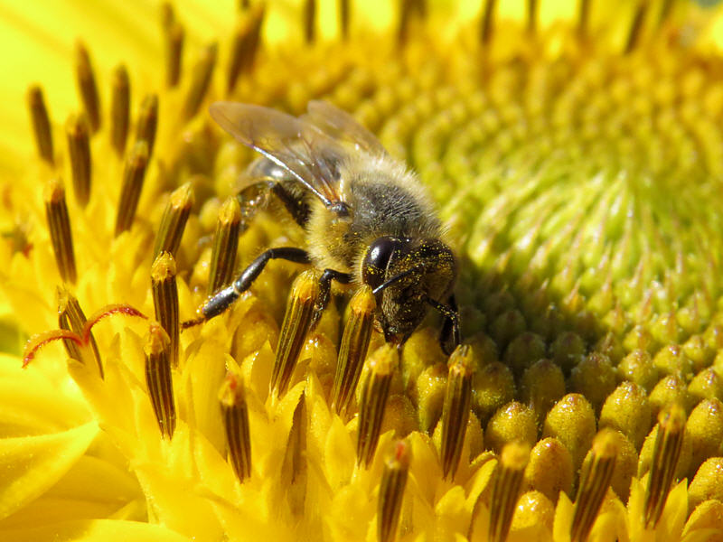 Пчела на цветке подсолнуха