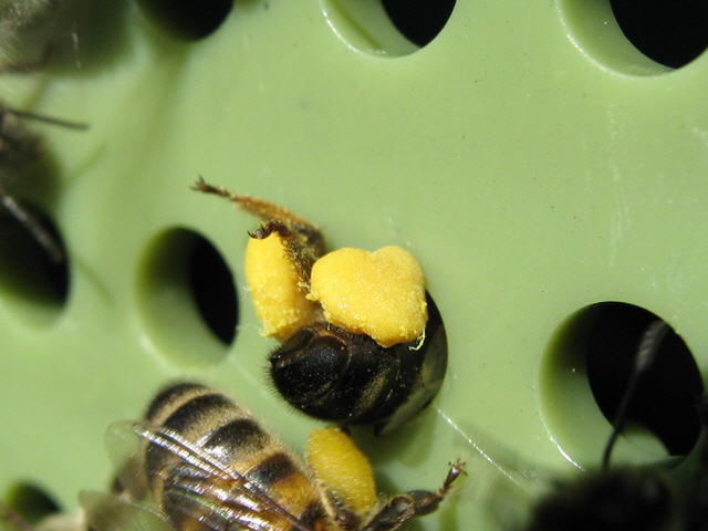 Пчела лезет - пыльца отпадает