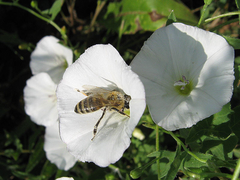 Пчела на цветке вьюнка