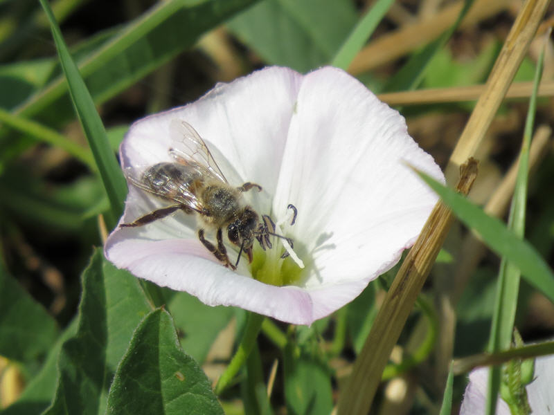 Пчела на цветке вьюнка полевого