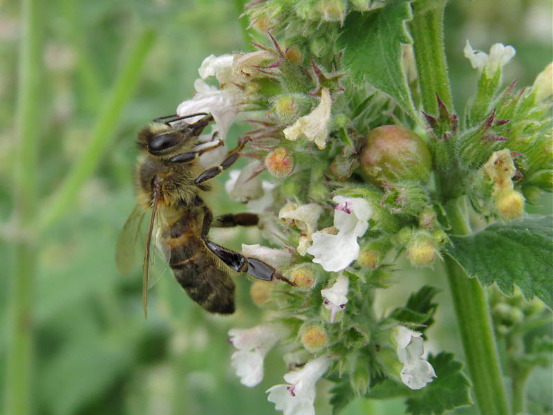 Пчела и цветки котовника лимонного