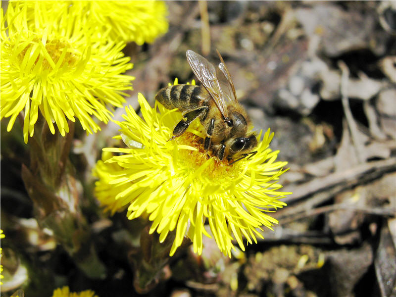 Пчела на цветке мать-и-мачехи