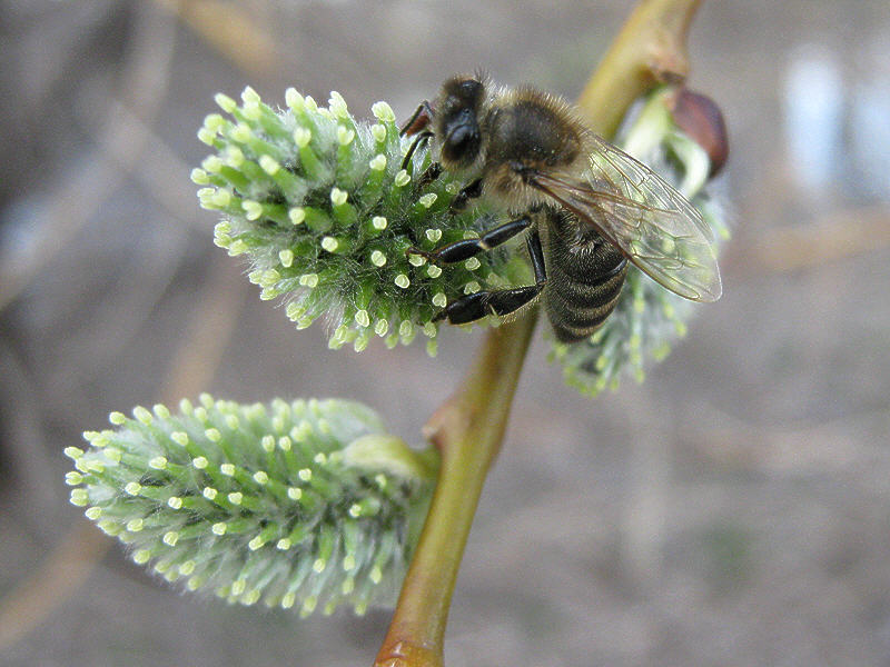Пчела на цветке ивы-бредины