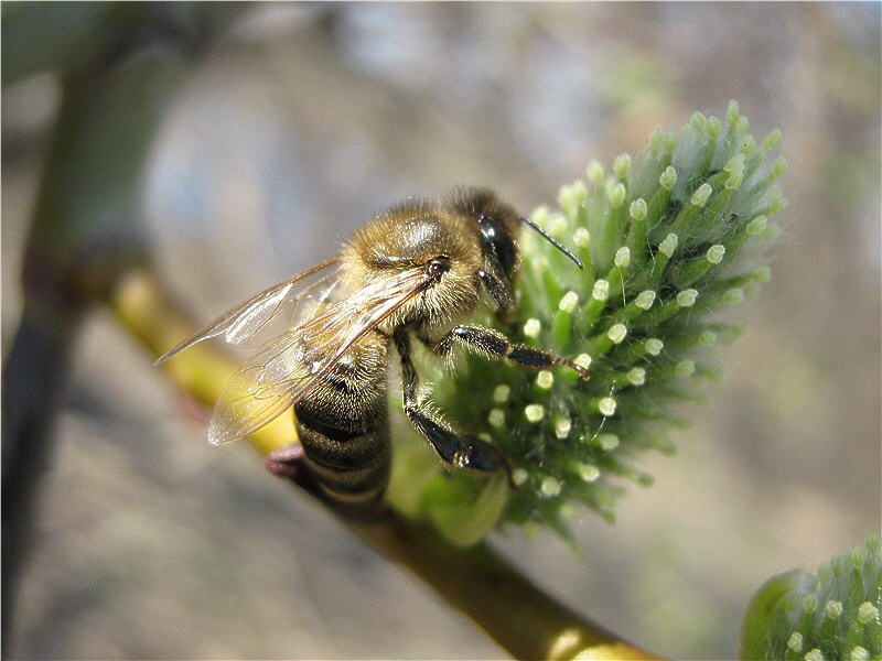 Пчела за сбором нектара