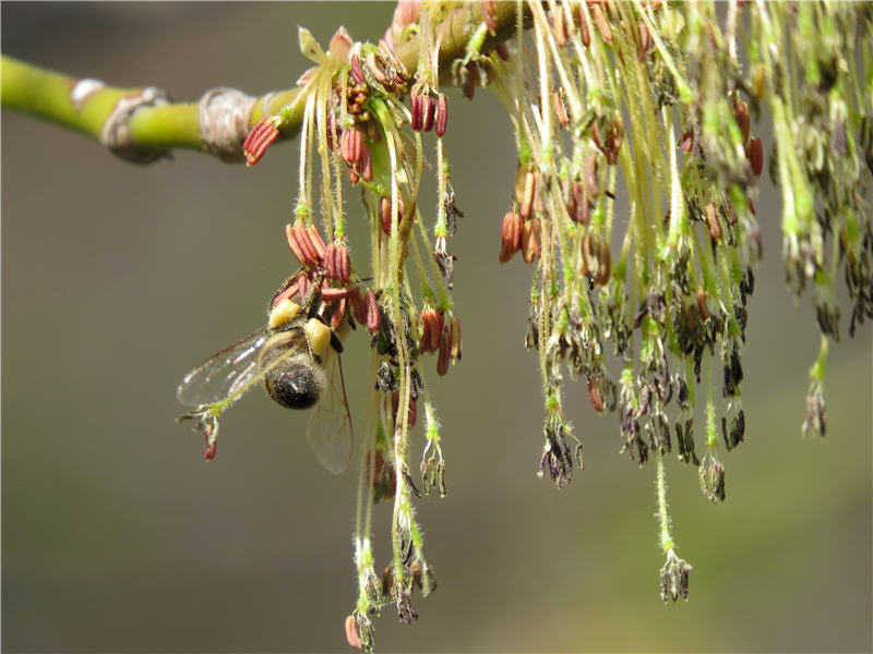 Соцветие клёна ясенелистный с пчелой