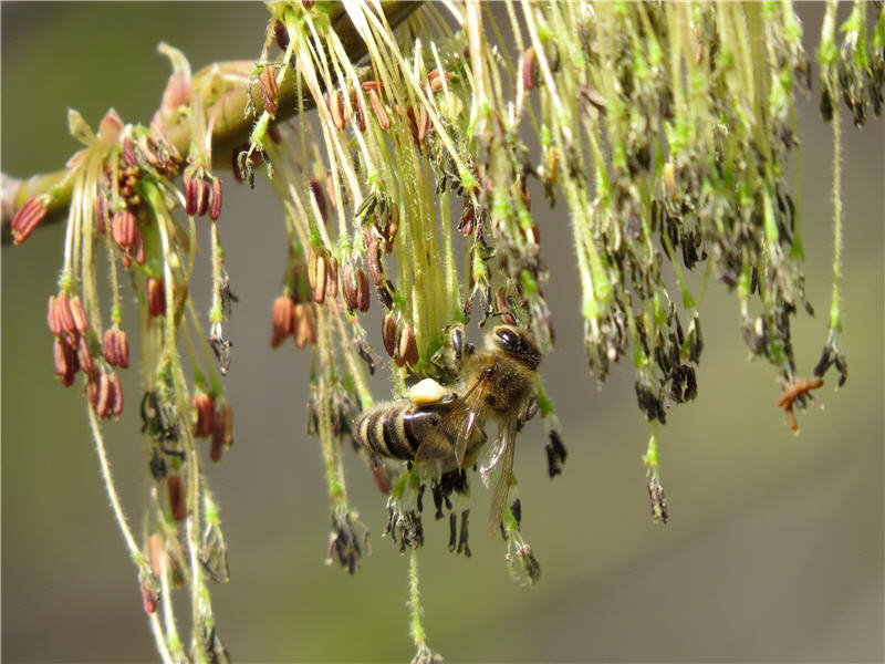 Пчела на соцветии американского клёна