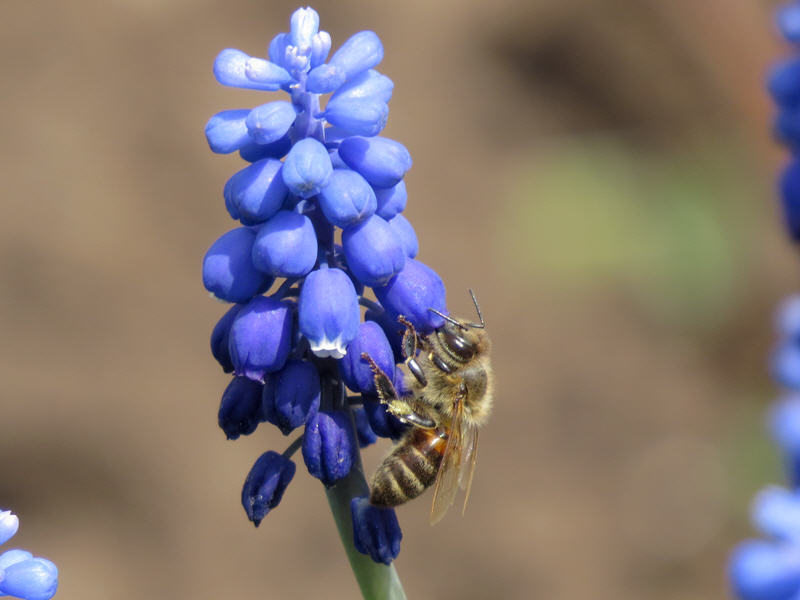 Пчела на синих цветах