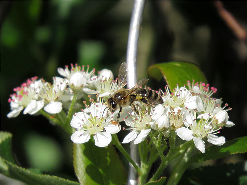 Пчела на цветках аронии черноплодной