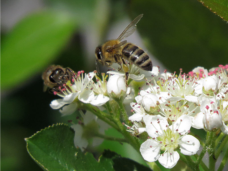 Пчёлы на цветках черноплодной рябины