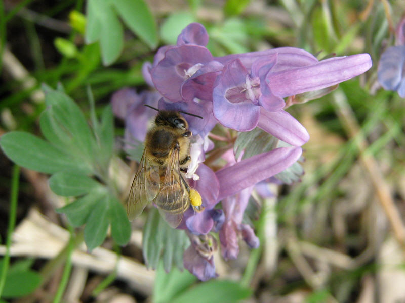 Пчела на цветках хохлатки