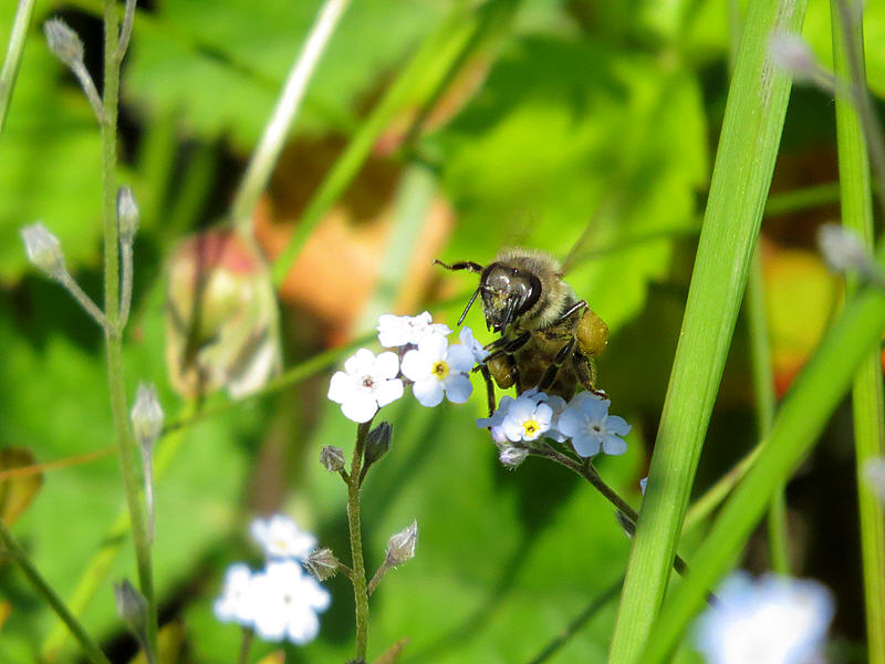 Пчела на цветке незабудки
