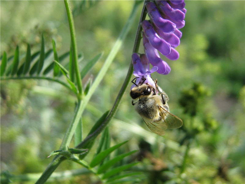 Пчела на цветке горошка