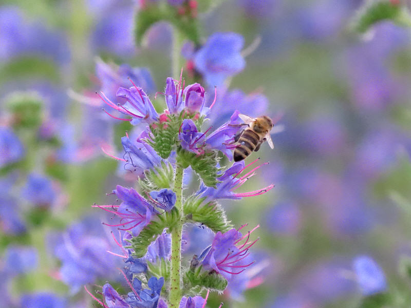 Пчела на цветке синяка