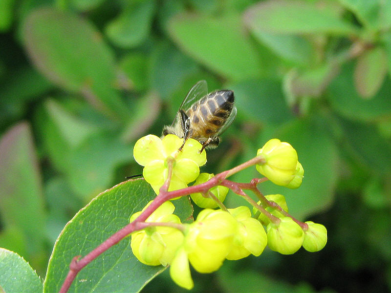Пчела на цветке барбариса