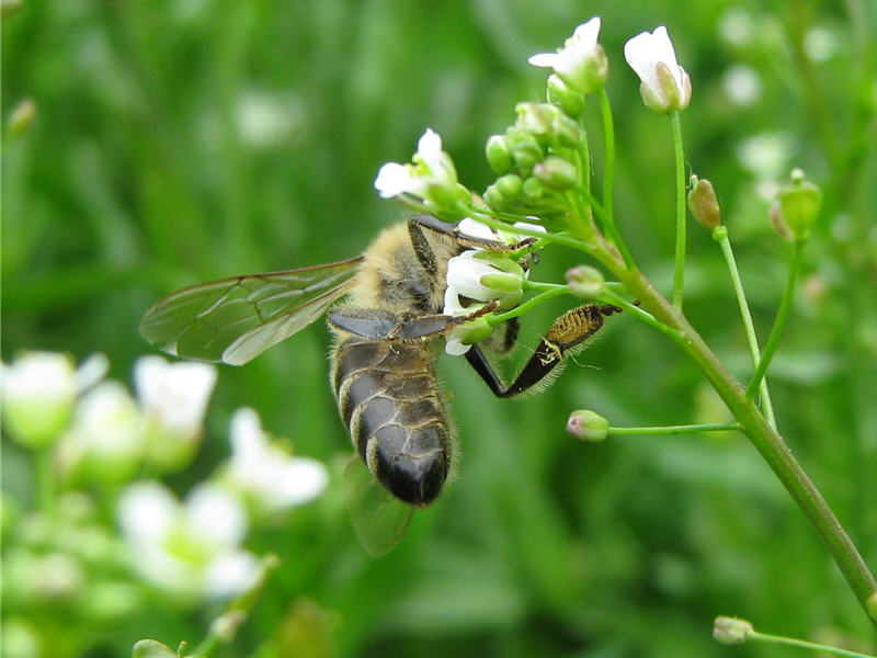 Пчела на цветке пастушьей сумки