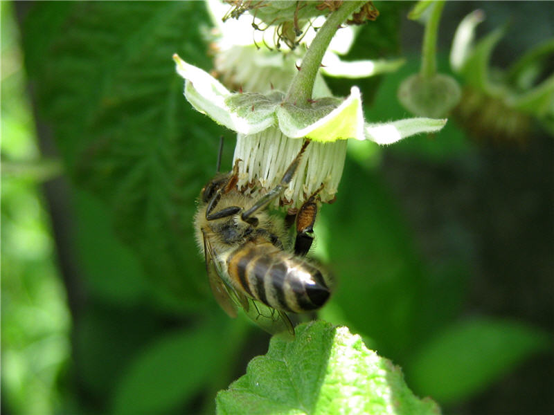 Цветок малины с пчелой
