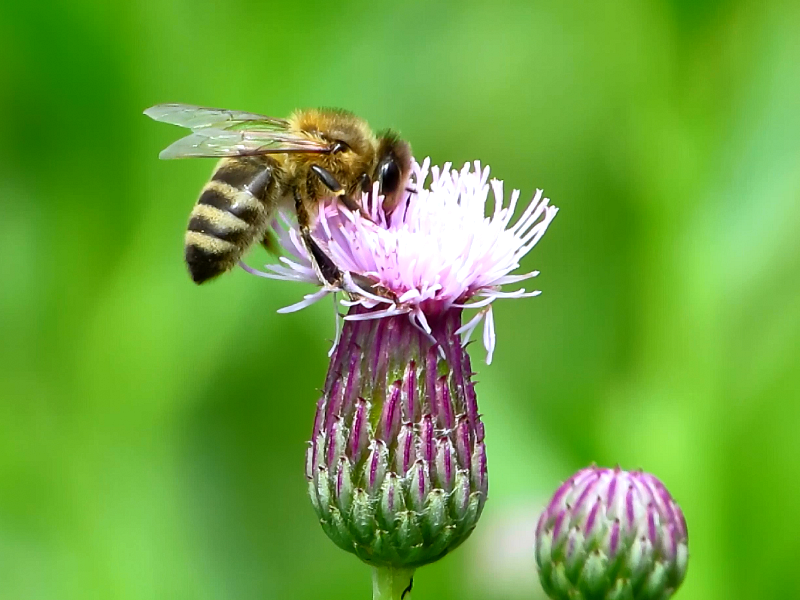 Пчела на цветке розового осота