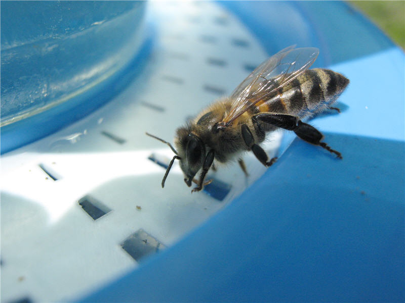 Пчела набирает воду