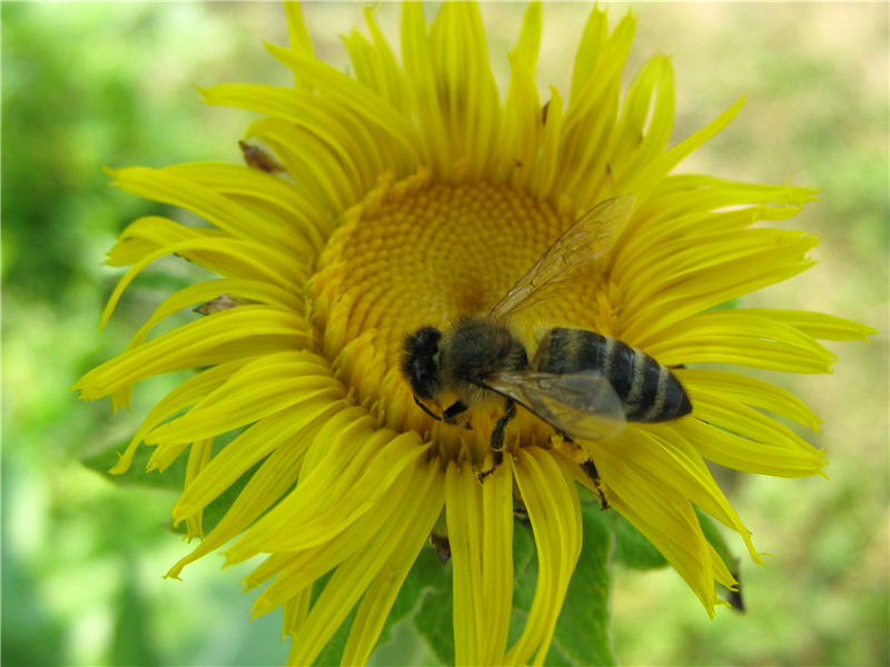 Фото пчелы на цветке девясила высокого