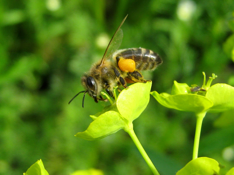 Пчела на цветке молочая