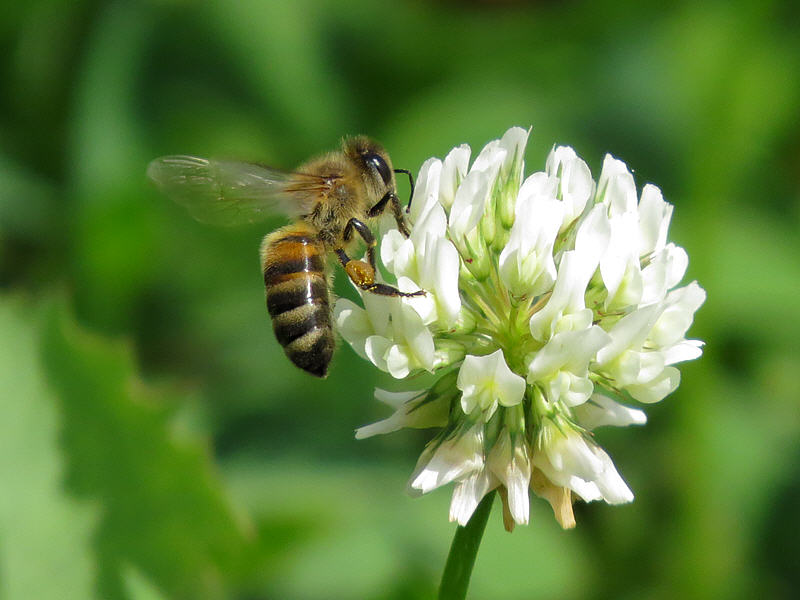 Цветок клевера и пчела
