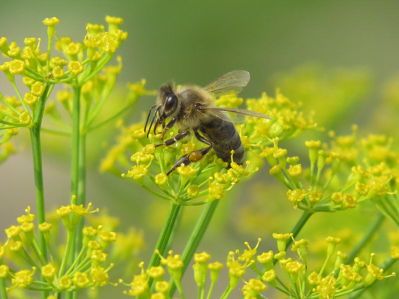 Пчела на цветке укропа