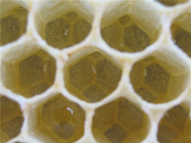 Пчелиные яйца