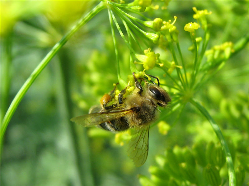 Укроп и медоносная пчела