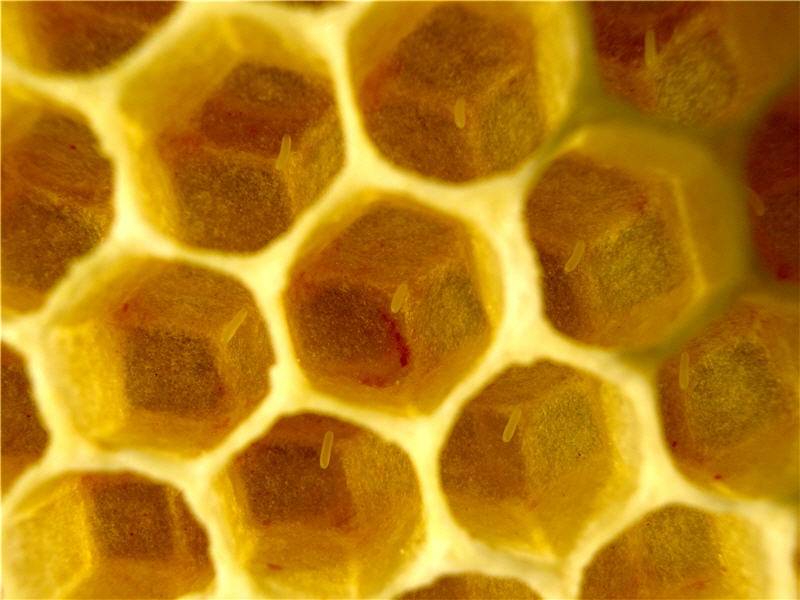 Как выглядит пчелиные яйца?