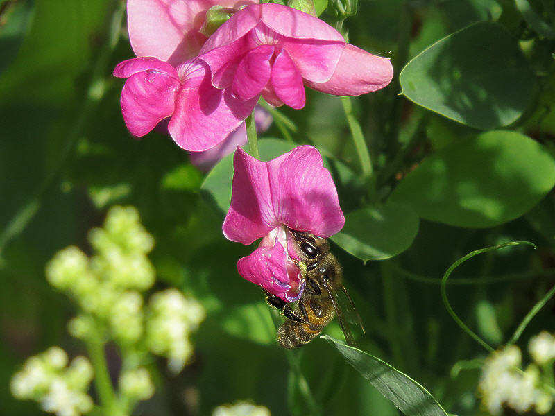 Пчела добывает нектар