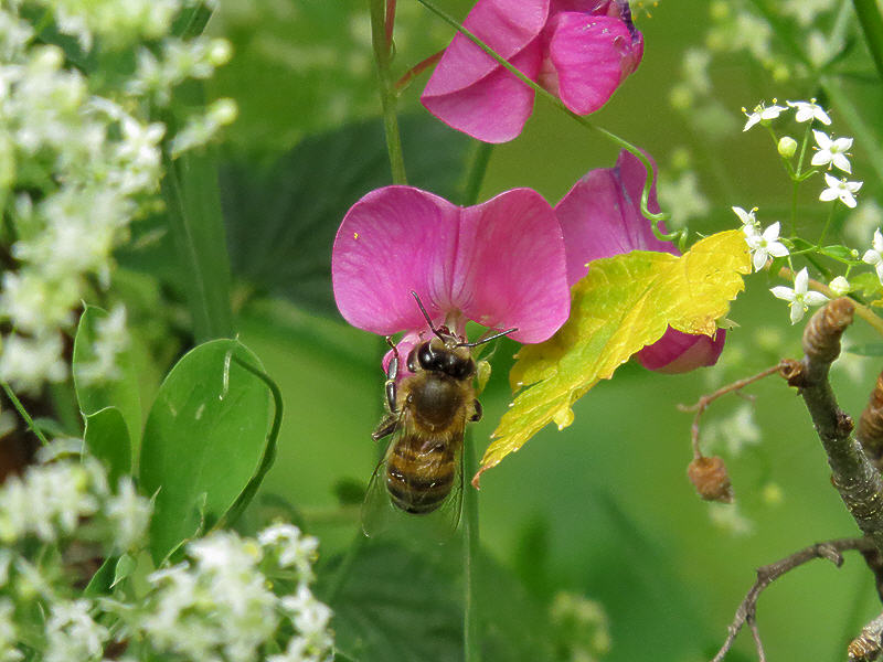 Пчела на цветке чины лесной
