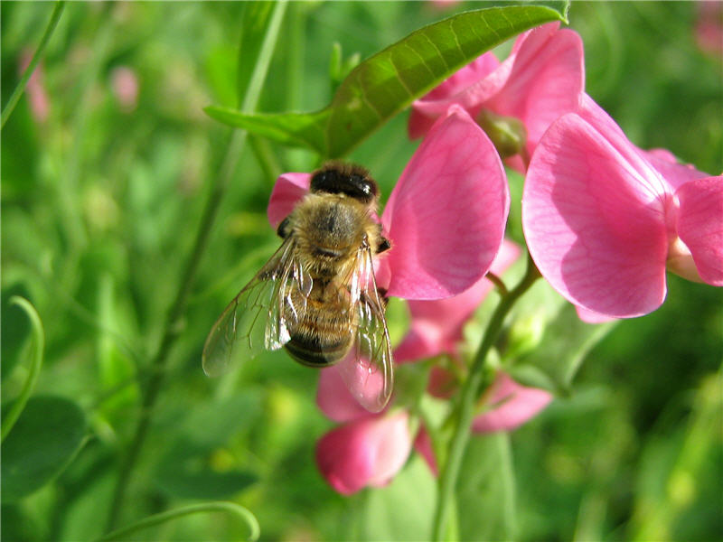 Пчела и цветок чины