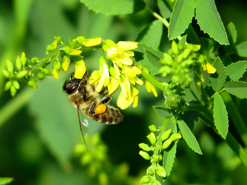 Медоносная пчела на цветке