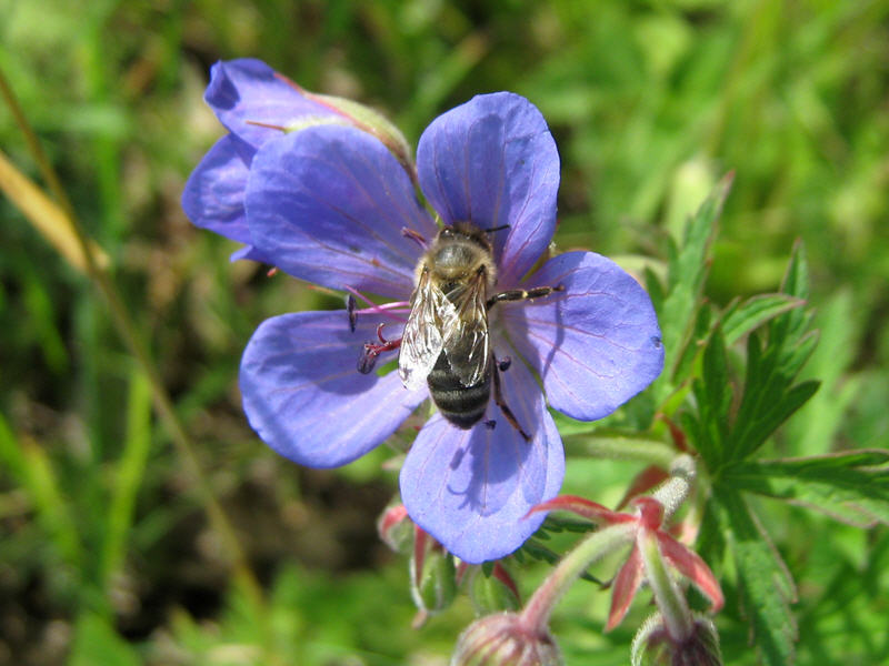 Пчела на цветке герани луговой