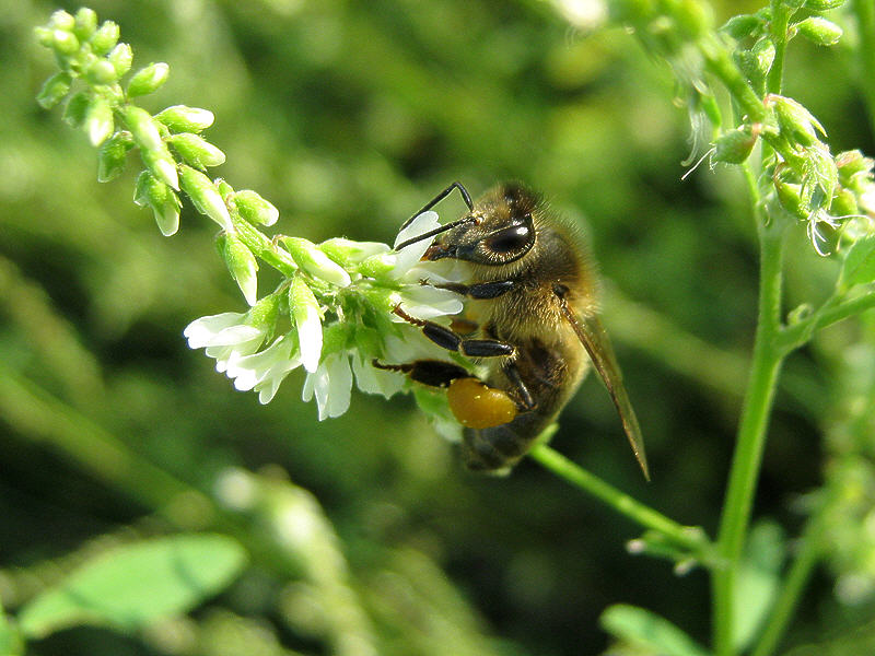 Пчела на цветке донника белого